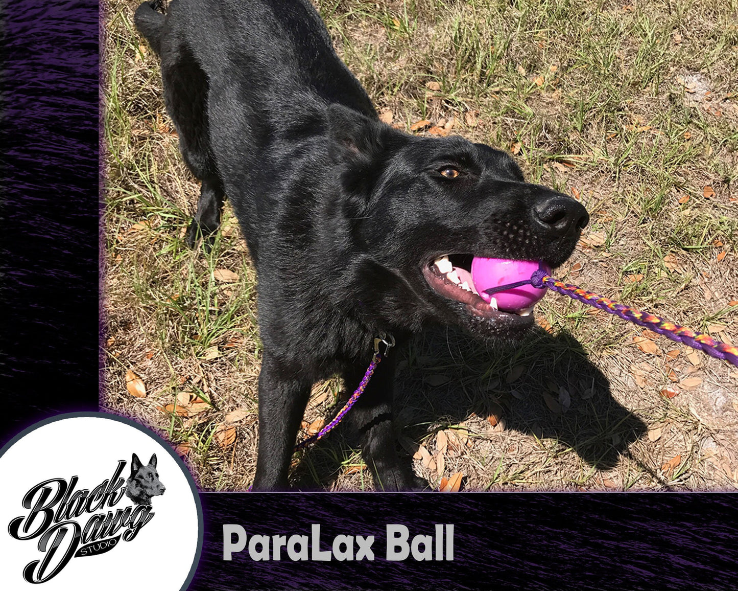 ParaLax Dog Training Ball with Braided Rope