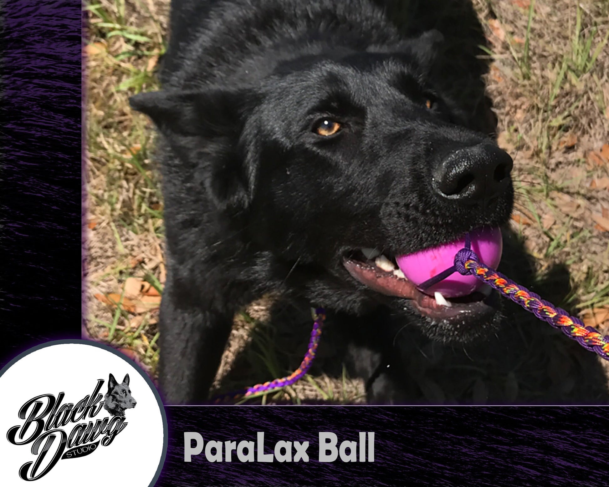 ParaLax Dog Training Ball with Braided Rope